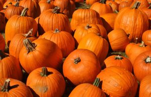 punkin-patch